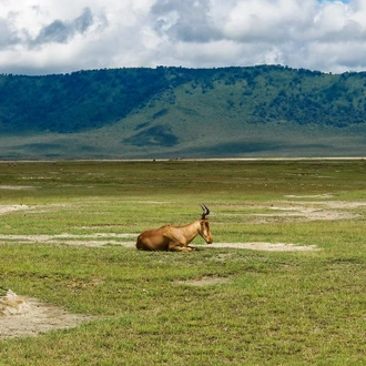 tourhub | Bamba Travel | Highlights of Tanzania Safari 6D/5N (Tarangire, Serengeti & Ngorongoro) 