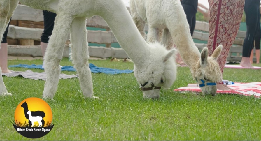 Alpaca  Llama Zen: Yoga in Nature