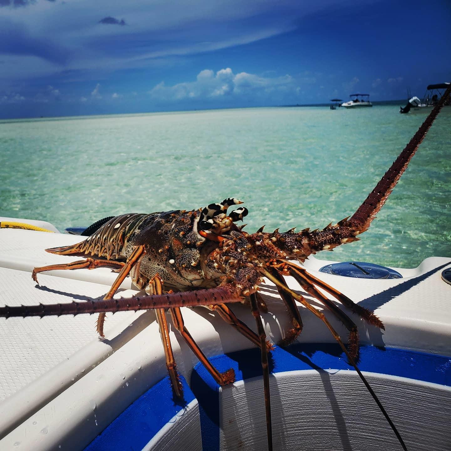 Lobster Mini Season