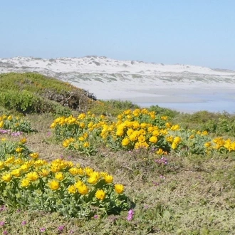 tourhub | HoneyBadger Travel & Tours | South Africa Flower Safari Namaqualand & West Coast 