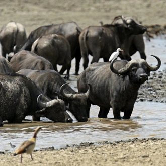 tourhub | ARP Travel Group | Through the Rift Valley, Sentrim Lodges 