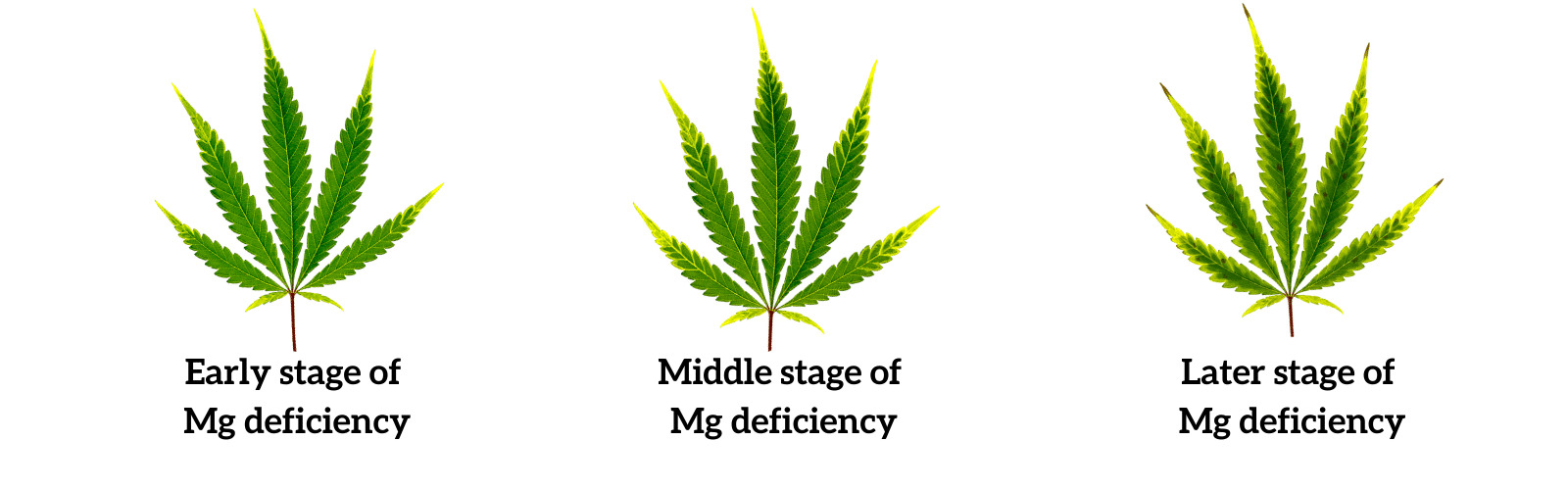 What Does Magnesium Do for Cannabis Plants?