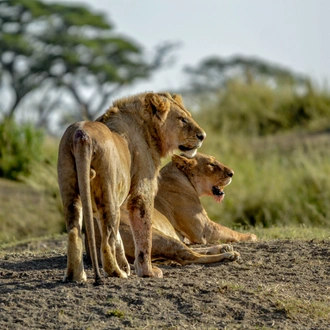 tourhub | Alaitol Safari | Great Migration Grumeti River 