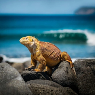 tourhub | Ecuador Galapagos Travels | 5 Days Galapagos Expedition Tour 