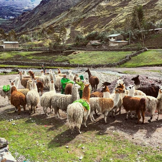 tourhub | Alpaca Expeditions | Lares Trek to Machu Picchu - 4 Days / 3 Nights 