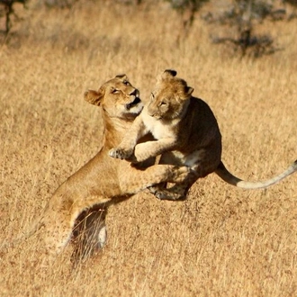 tourhub | Gracepatt Ecotours Kenya | 4 Days 3 Nights Serengeti National Park Tanzania Safari  