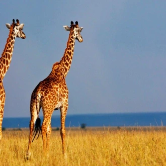 tourhub | ARP Travel Group | Kenya Highlights 