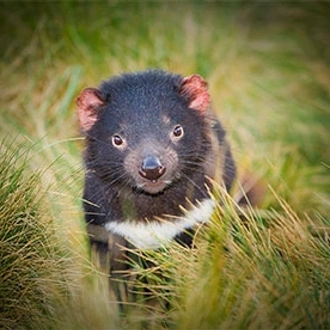 tourhub | AAT Kings | Tassie's Parks & Nature 