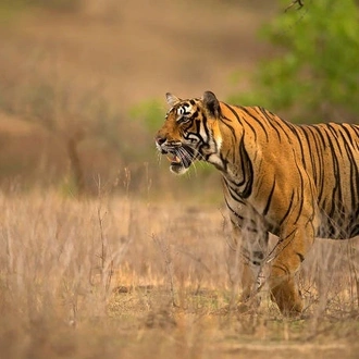 tourhub | UncleSam Holidays | Luxury Golden Triangle with Ranthambore Tour 