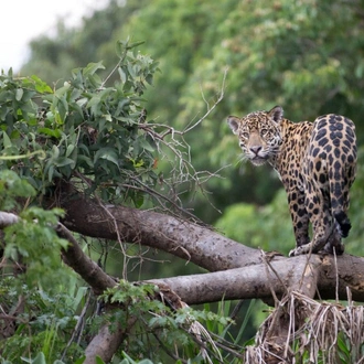 tourhub | Maniti Expeditions Amazon Eco-Lodge and Tours Iquitos | 6D/5N All Inclusive Tour from Iquitos at Maniti Eco-Lodge 