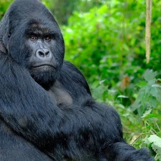 tourhub | On The Go Tours | Gorillas, Chimps & Nile River - 9 days 