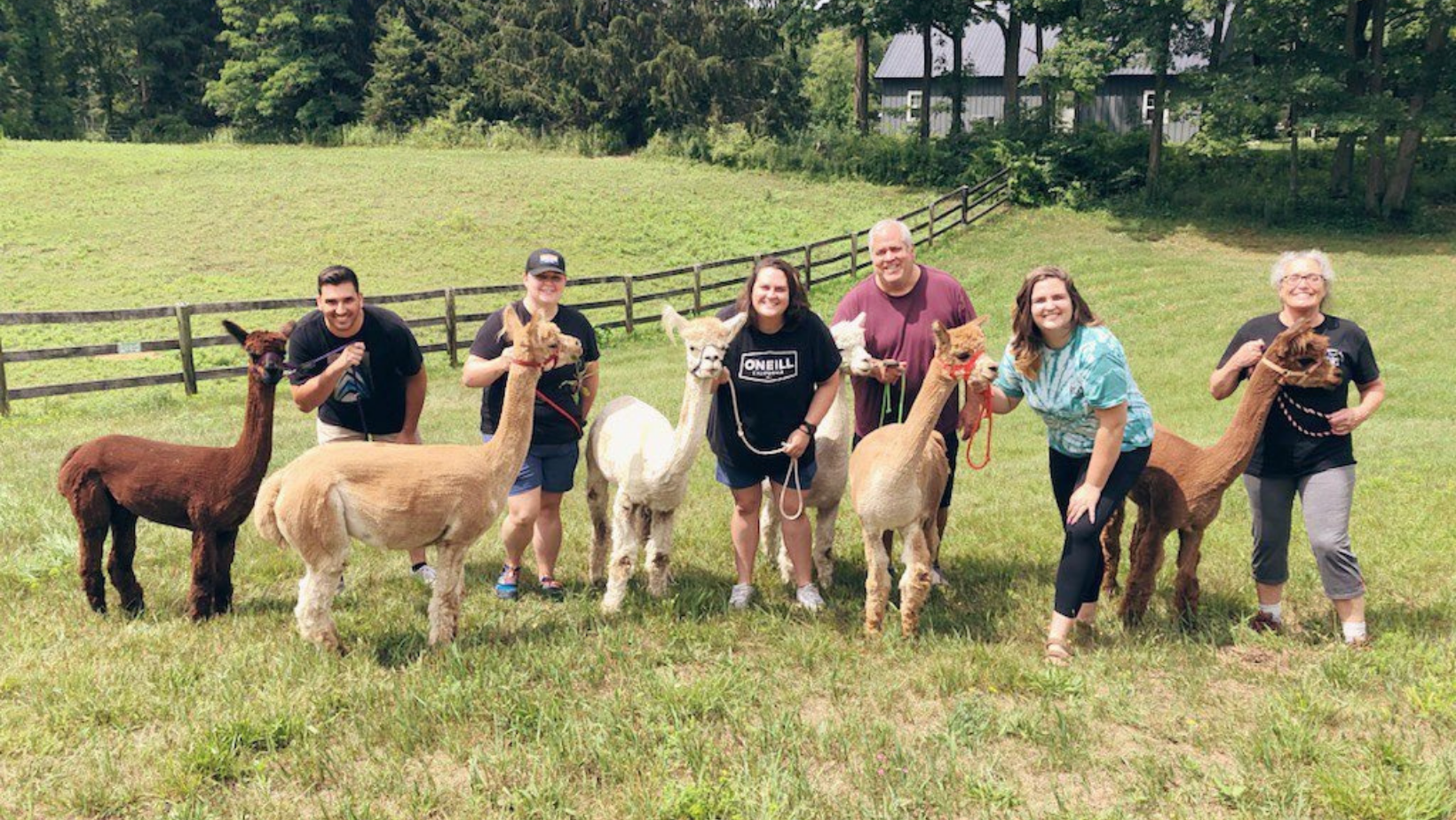 Group Alpaca and Llama Walking Trek