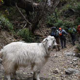 tourhub | Nepal Hiking Team | Manaslu Circuit Trek - Best Deals 