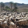 'Ain el-Ourak, Vichy Labor Camp, Flock of Sheep Near Camp ('Ain el-Ourak, Morocco, 2010)