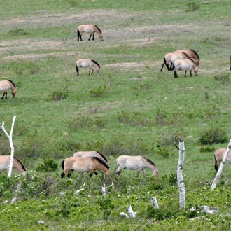 tourhub | Tour Mongolia | Essence of Mongolia - 4 Days 