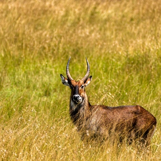 tourhub | Beach and Safari Holidays | Tanzanian Grand Safari Expedition: From Elephants to Flamingos 