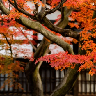 tourhub | YellowWood Adventures | Walking through the traditions & history of Japan 