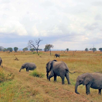 tourhub | Serengeti Access Safaris | 3 Days Selous Game Reserve from Dar es Salaam 