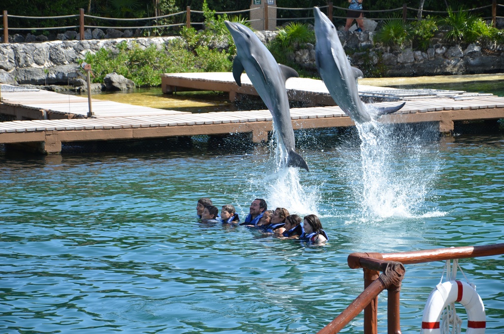 Nade com Golfinhos em Acapulco com Pick up - Acomodações em Acapulco
