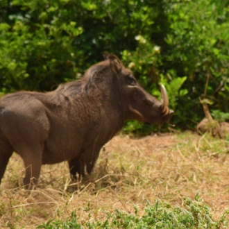 tourhub | Widerange African Safaris | Tanzania Serengeti Migration Safari in 5 Days 