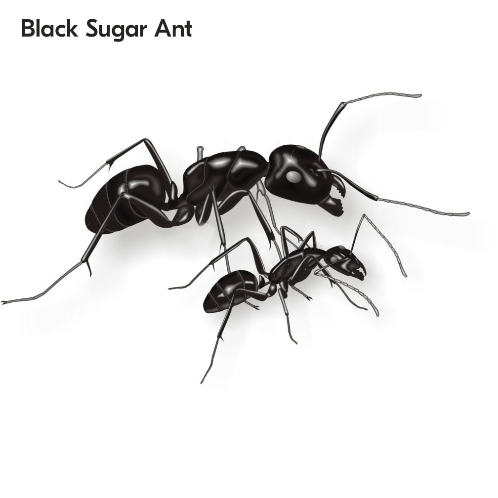 Black Sugar Ants In South Africa
