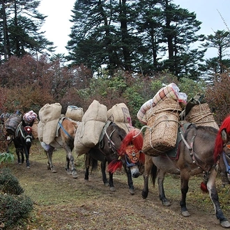 tourhub | Bhutan Acorn Tours & Travel | Druk Path Trek and Cultural Tour In Pristine Bhutan 