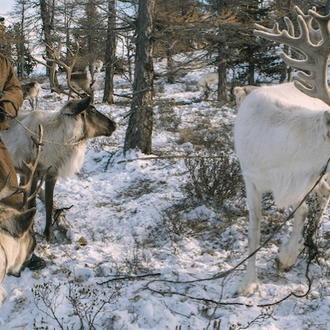 tourhub | YellowWood Adventures | Tsaatan Tribe: The reindeer herders of Mongolia 