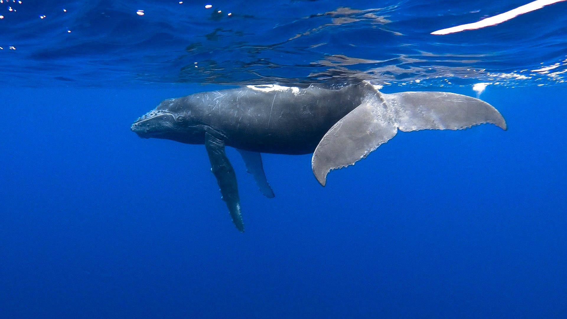 Whale Watching Big Island Hawaii