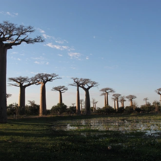 tourhub | Fosa Travel | Discover the Unique in Madagascar - Lemurs, Baobabs, Tsingy 