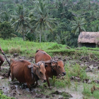 tourhub | Today Voyages | Essence of Bali 