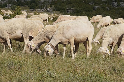 Représentation de la formation : Gestion intégrée du parasitisme des élevages de petits ruminants