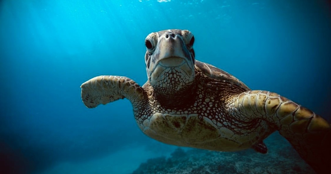 Sunrise Turtle Snorkel & Sail​ Experience image