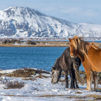 tourhub | Explore! | Iceland Winter Adventure 