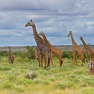 tourhub | Across Africa Tours Travel | 6 Days /5 Nights Adventure in Masai Mara,Lake Nakuru, Amboseli 