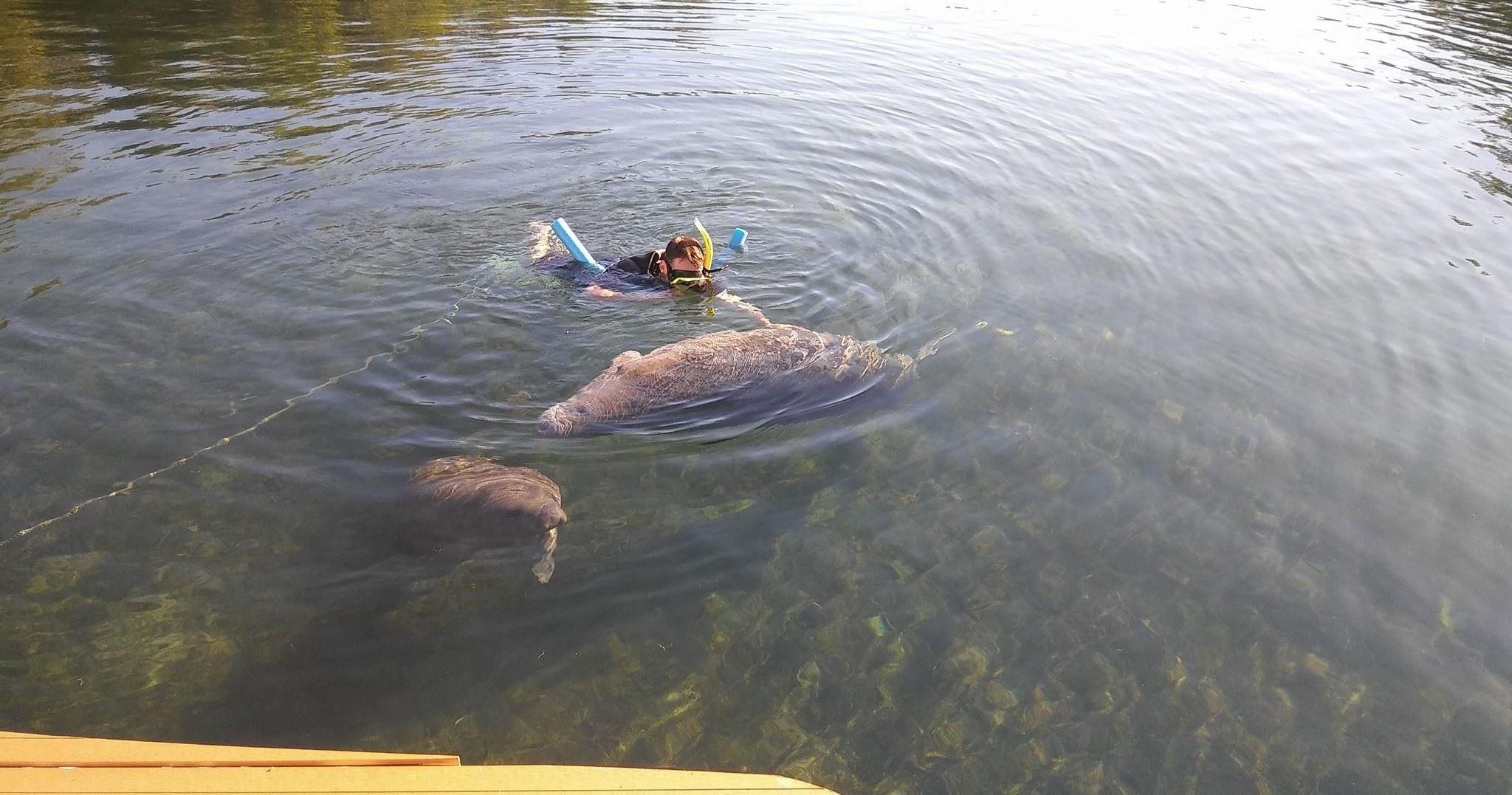 Private Manatee Tour