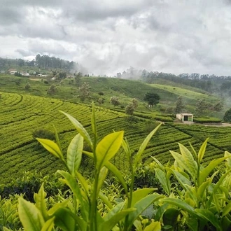 tourhub | Ran Lanka Tour Holidays | Little England of Nuwara Eliya 