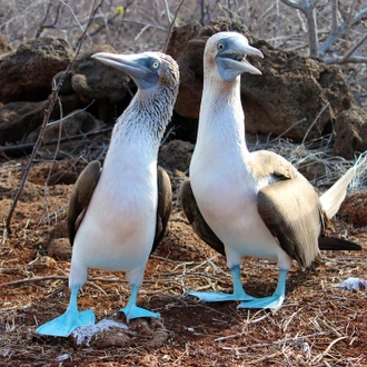 tourhub | Intrepid Travel | Ultimate Galapagos: Central Islands (Grand Daphne) 