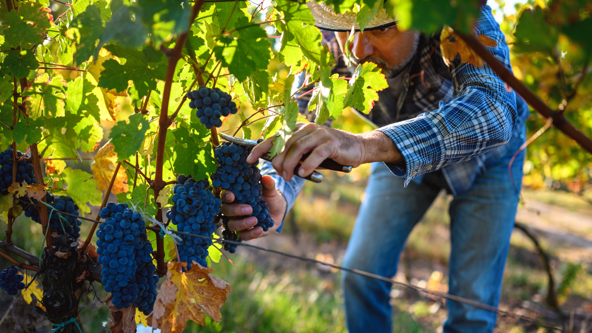 Représentation de la formation : VITICULTURE / BP REA - Orientation viticulture et œnologie - Prise en charge par le Conseil Régional