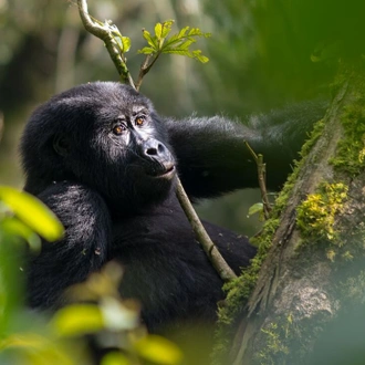 tourhub | Intrepid Travel | Rwanda Gorilla Naming Ceremony & Uganda 