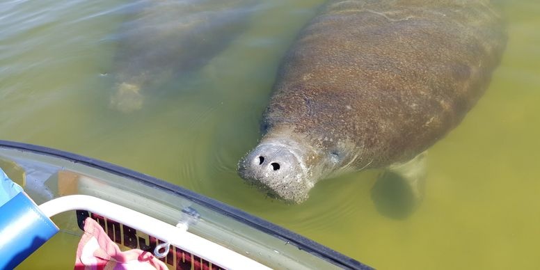 Manatee & Dolphin Paddle- 1.5 Hours