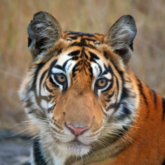 tourhub | Taj Voyages Tours | 1N/2D Ranthambore Wildlife Safari 