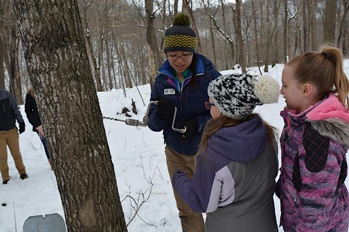 Eagle Bluff staff drilling into a tree to show kids