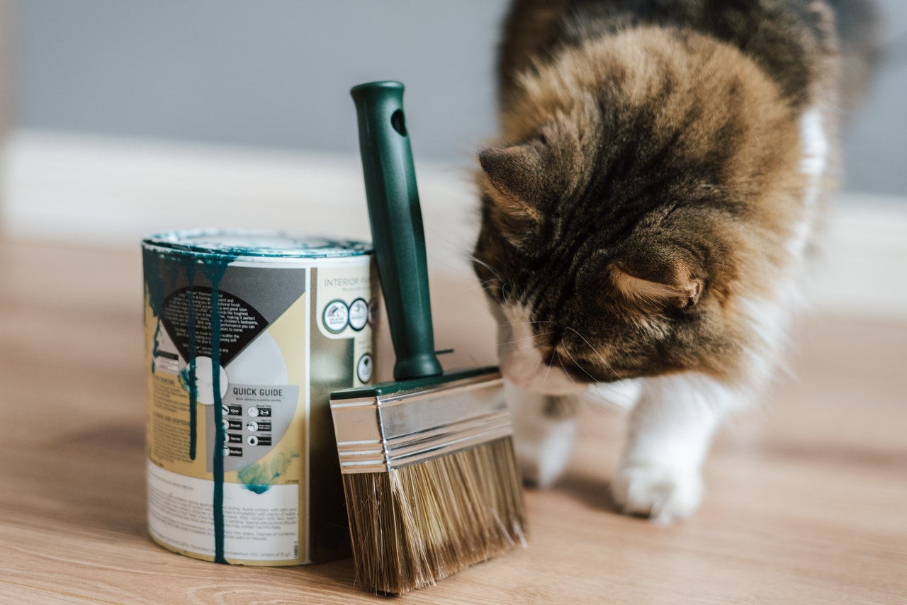 A can of paint, a paint brush, and a cat.