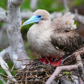 tourhub | Intrepid Travel | Galapagos Family Holiday 