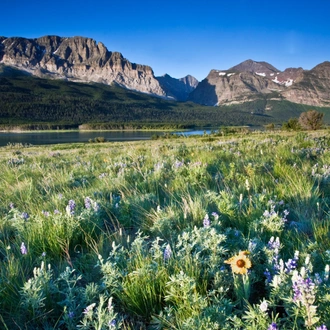 tourhub | Exodus Adventure Travels | Yellowstone Walks & Wildlife - Camping Edition 