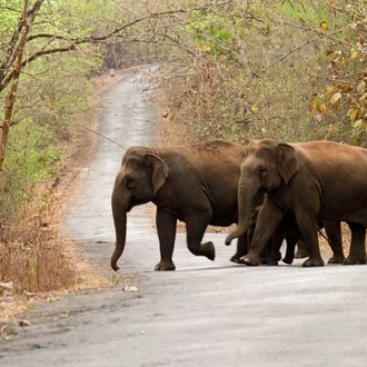 tourhub | Agora Voyages | Cultural Treasures & Wilderness Expedition: Hubli to Hampi & Anshi National Park 