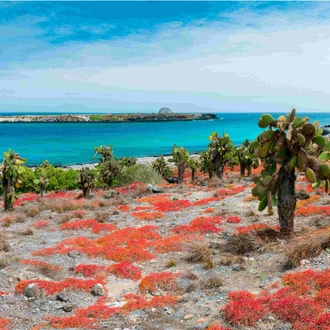 tourhub | Ecuador Galapagos Travels | 10 Days Galapagos Highlights Small Group Tour 