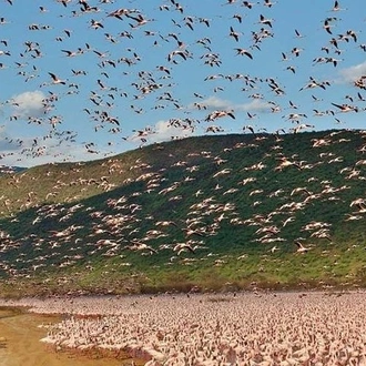 tourhub | Gracepatt Ecotours Kenya | 2 Days Lake Elementaita National park Safari 