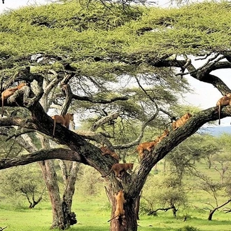 tourhub | Gracepatt Ecotours Kenya | 11 Days Best Tanzania Northern Circuit Luxury Wildlife Safari 
