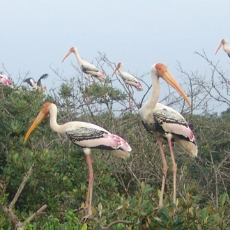 tourhub | Agora Voyages | Bhitarkanika Mangrove Forest Tour 